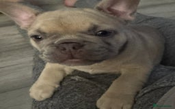 French Bulldog dogs for sale: LILAC Frawn 1girl pup left(I own both mom and dad) - Image 30