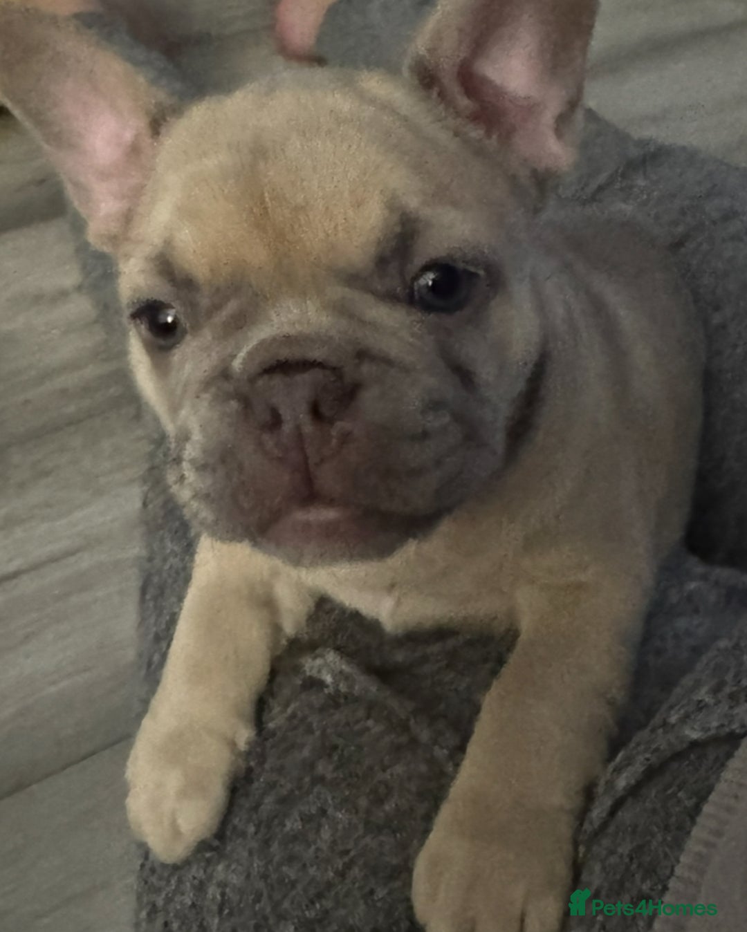 French Bulldog dogs for sale: LILAC Frawn 1girl pup left(I own both mom and dad) - Image 30