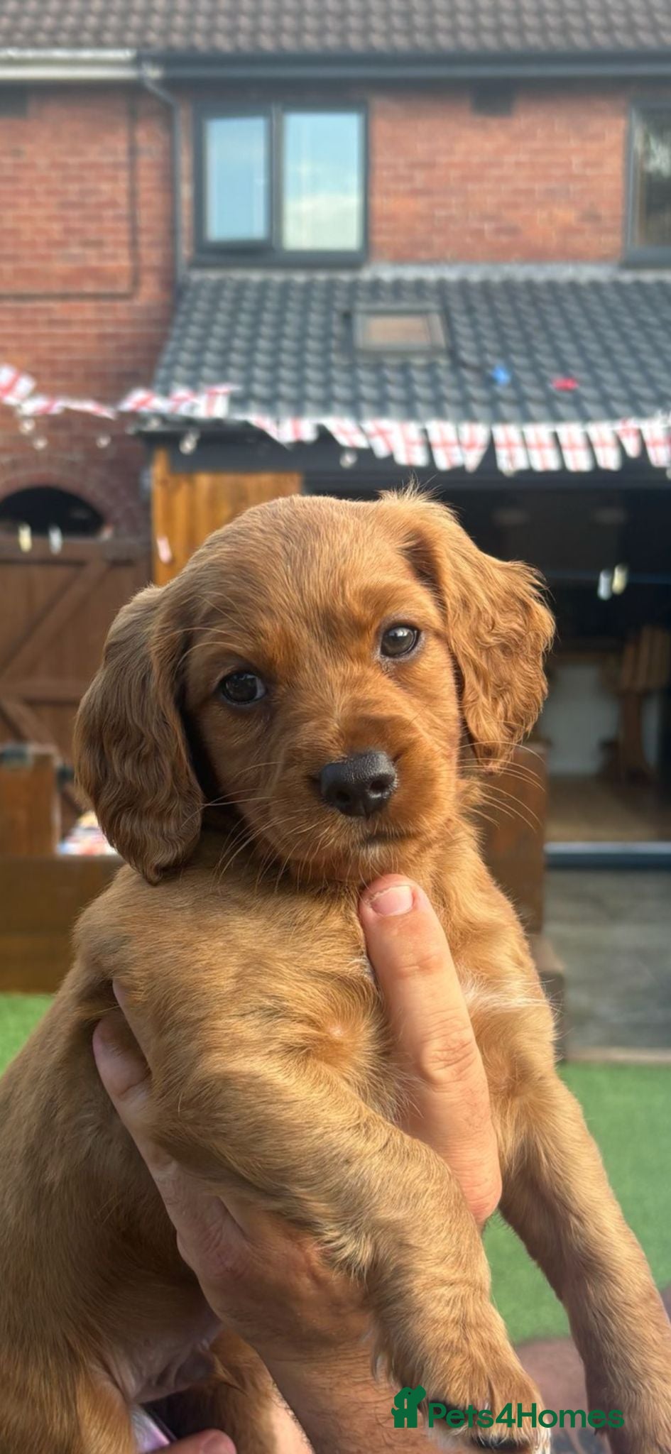 Cockapoo dogs F2  Red cockapoo puppies - Advert 2