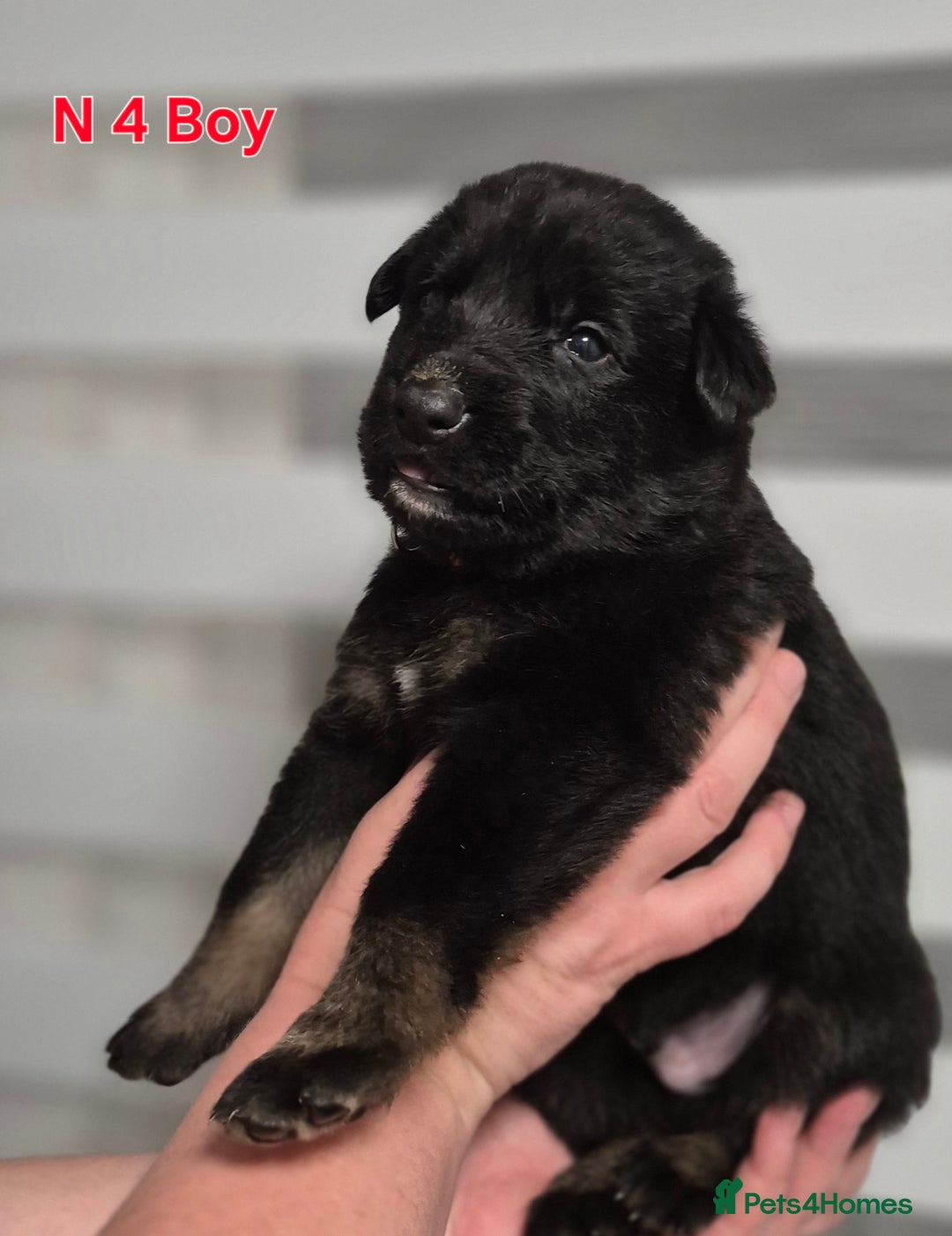 German Shepherd dogs for sale: German Shepherd  - Image 13