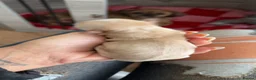 Shih Tzu dogs for sale: Stunning imperial shih tzu puppies  - Advert 23
