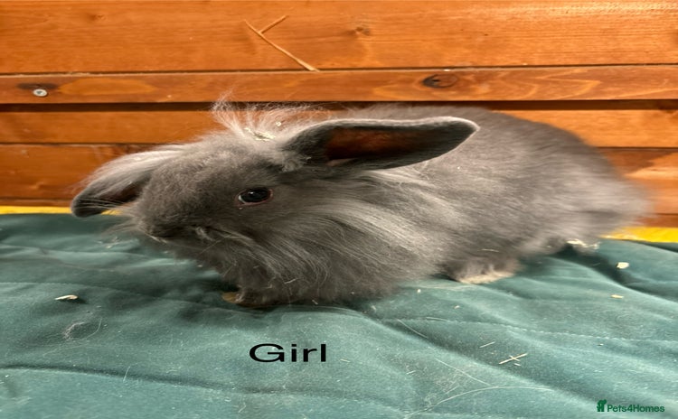 Mini Lion Lop rabbits - Advert 1