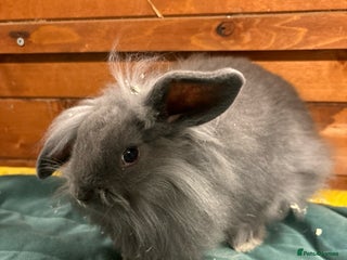 Mini Lion Lop rabbits Stunning mini lion lops - Advert 1