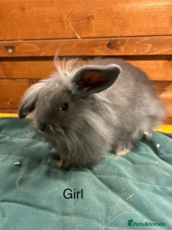 Mini Lion Lop rabbits - Advert 1