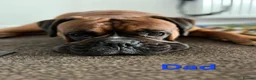 Boxer dogs for sale: Beautiful Pedigree Boxer Puppies - Advert 19