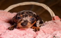Dachshund dogs for sale: Dachshund Cute Puppies Looking for Forever Home   - Image 9