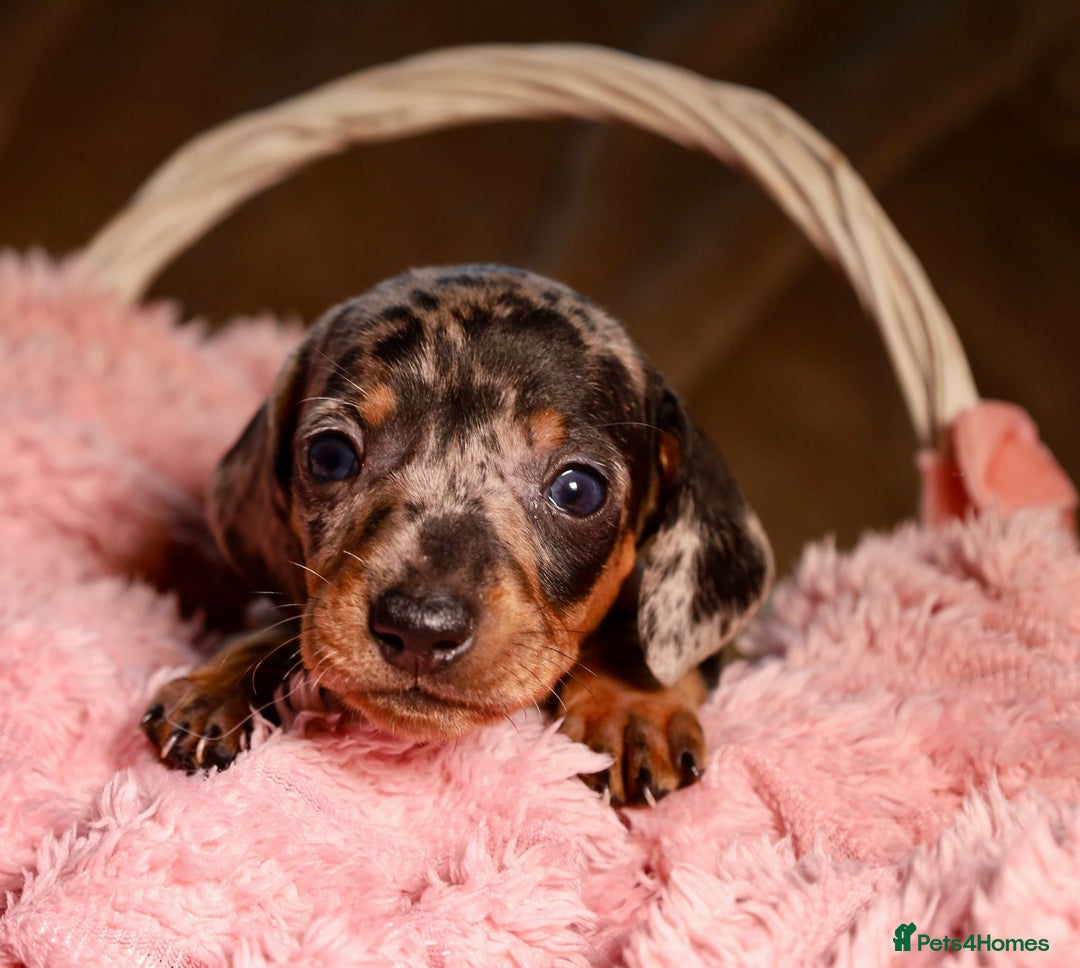 Dachshund dogs for sale: Dachshund Cute Puppies Looking for Forever Home   - Image 9