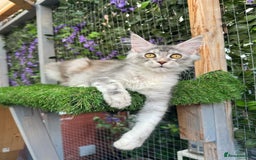 Maine Coon cats for sale: Russian bloodline Maine Coon Kittens 20+Gen! 🏆 - Image 34