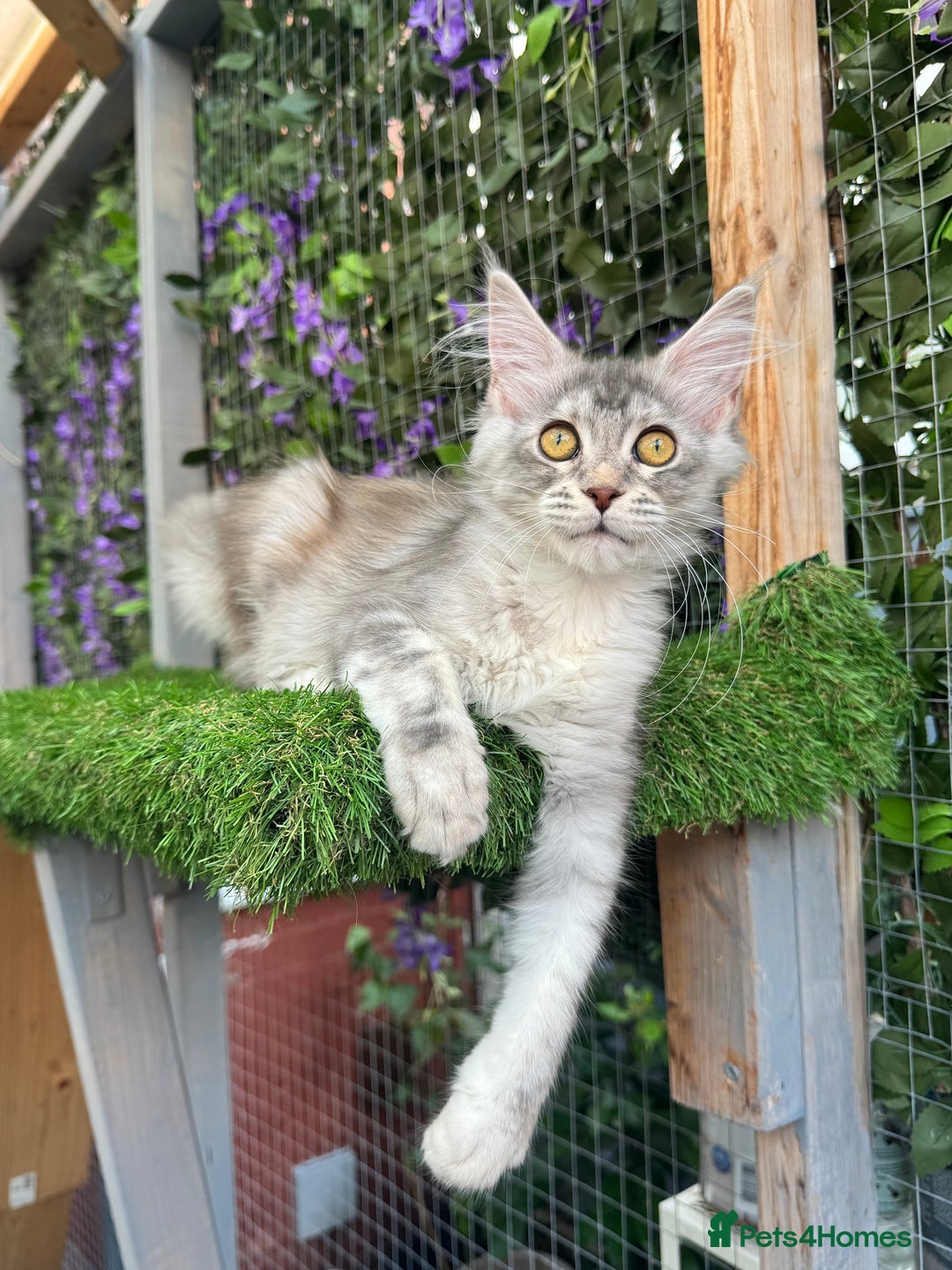 Maine Coon cats for sale: Russian bloodline Maine Coon Kittens 20+Gen! 🏆 - Image 34