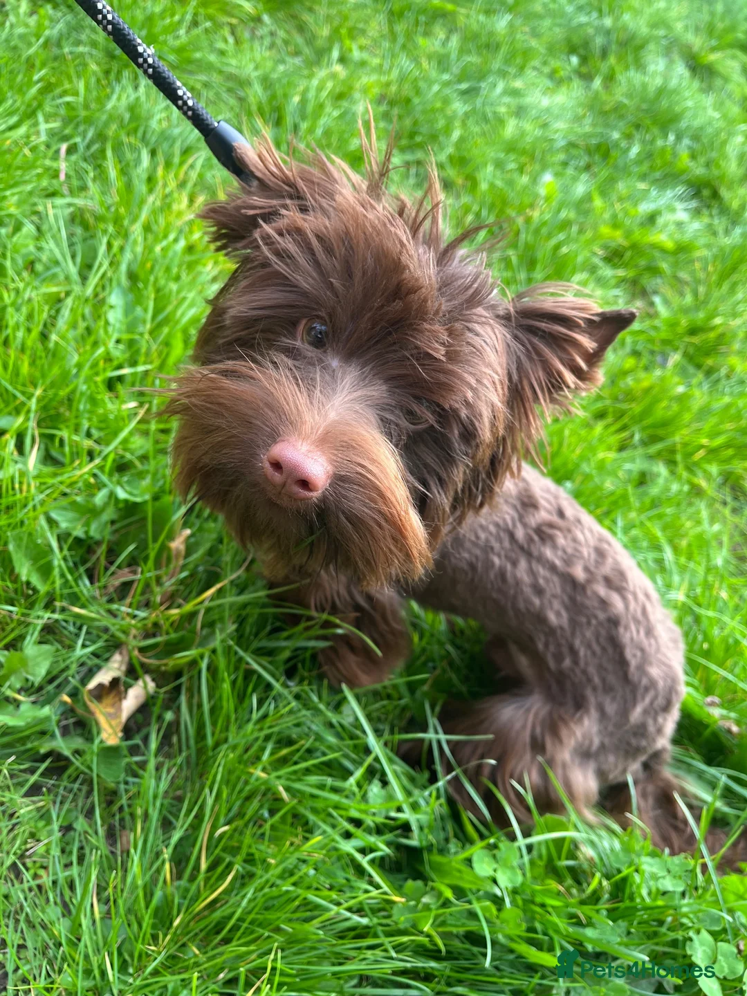 Yorkshire Terrier dogs for sale: RARE Chocolate Yorkshire Terrier - Advert 2