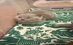 British Shorthair cats for sale: Price reduced Reg gccf Liliac BSH two female  - Image 23