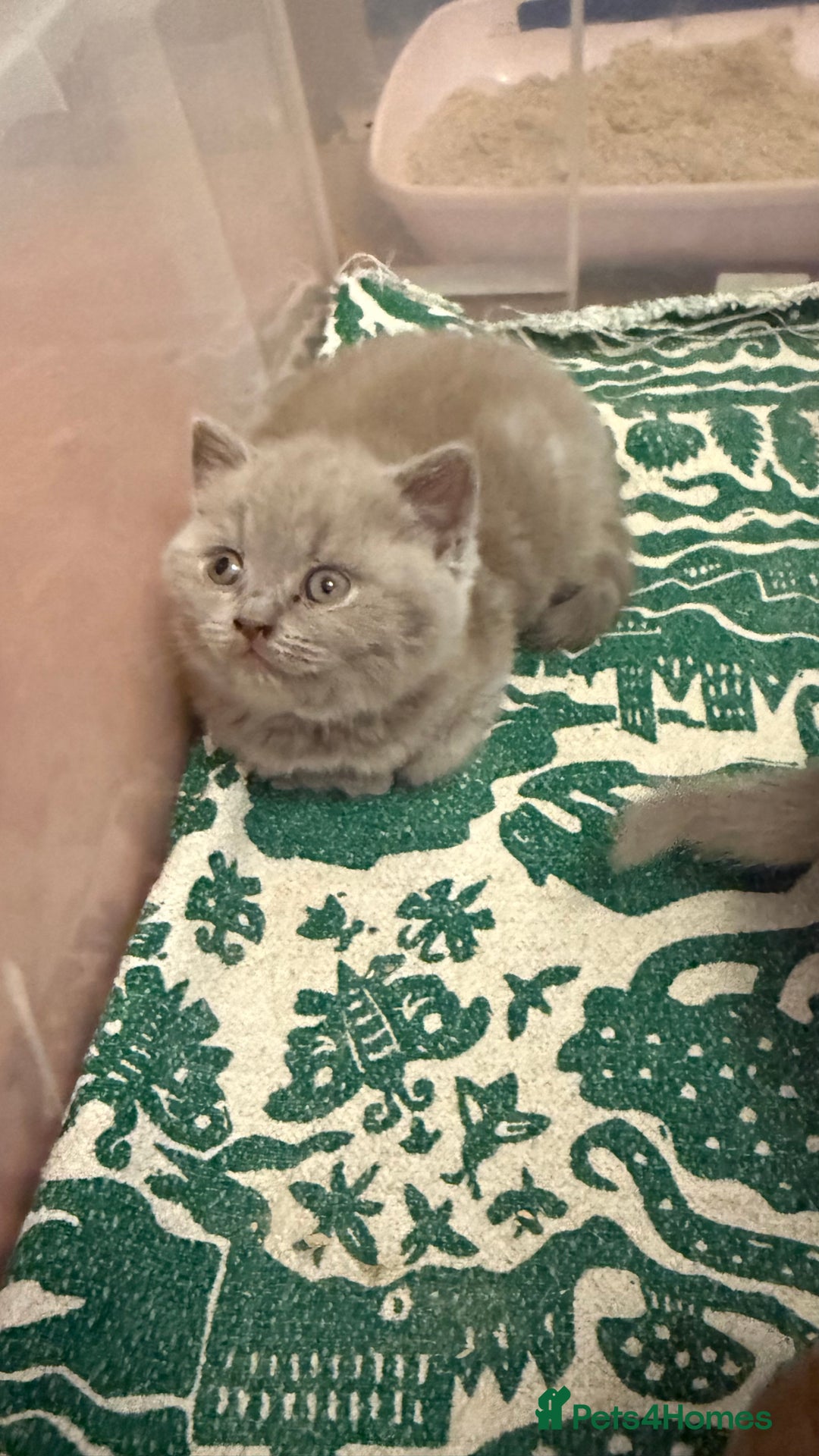 British Shorthair cats for sale: Price reduced Reg gccf Liliac BSH two female  - Image 23