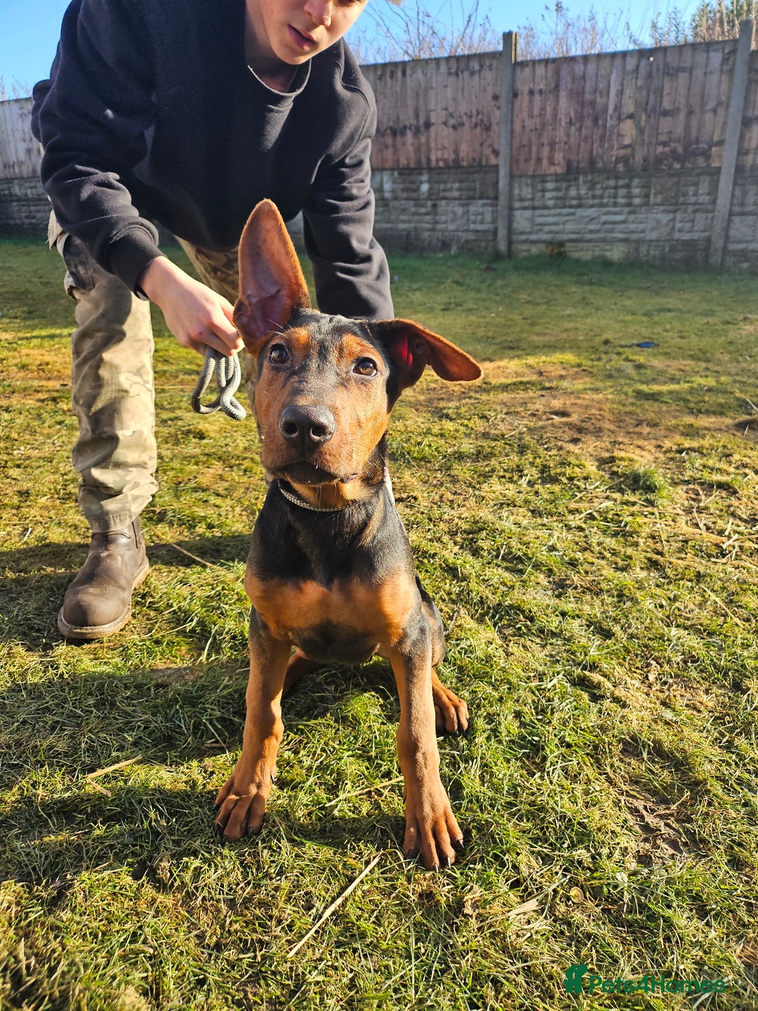 Chinese Red Dog dogs for sale: Chinese red dogs  - Advert 2