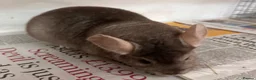 Chinchilla rodents for sale: Barbie, gorgeous beige girl - Advert 8
