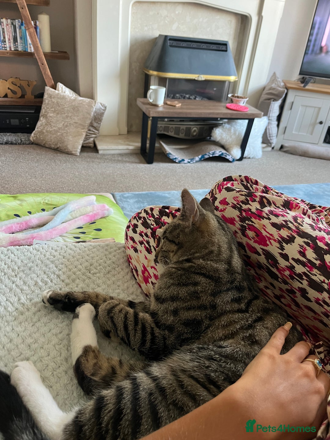 Mixed Breed cats for sale: Woody 1yr Old Lap Cat- Needs Rehoming - Advert 8