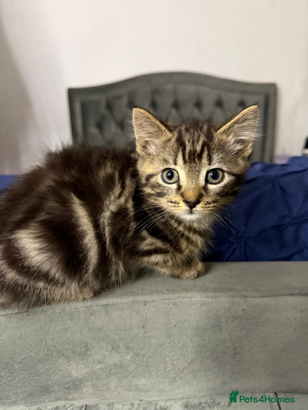 Mixed Breed cats for sale: 10-Week-Old Playful Kittens Seeking Loving Homes - Advert 18