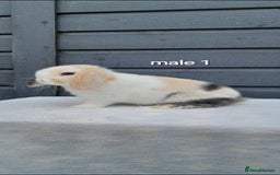 Mini Lop rabbits for sale: Purebred mini lops ready now  - Advert 2