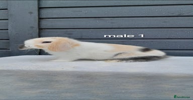 Mini Lop rabbits Purebred mini lops ready now  - Advert 2