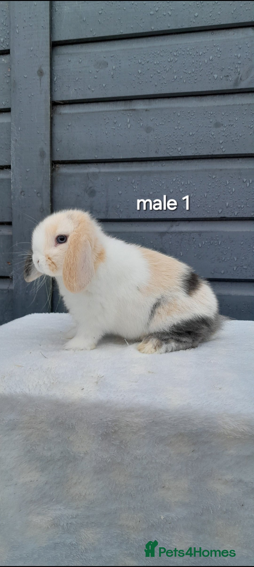 Mini Lop rabbits for sale: Purebred mini lops ready now  - Advert 2