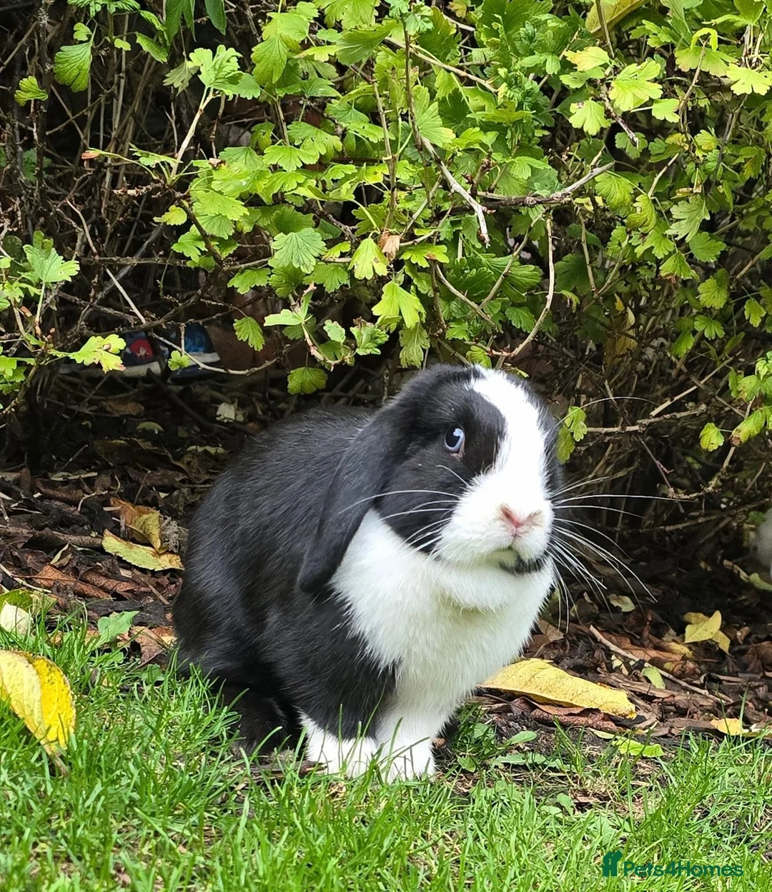 Mini Lop rabbits for sale: Mini lop - Advert 2