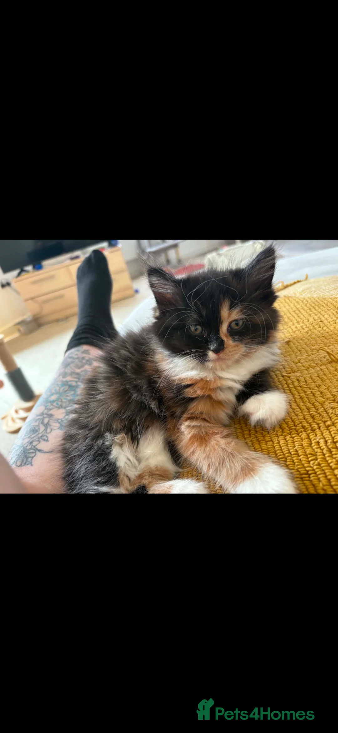 Mixed Breed cats for sale: Kitten  - Advert 1