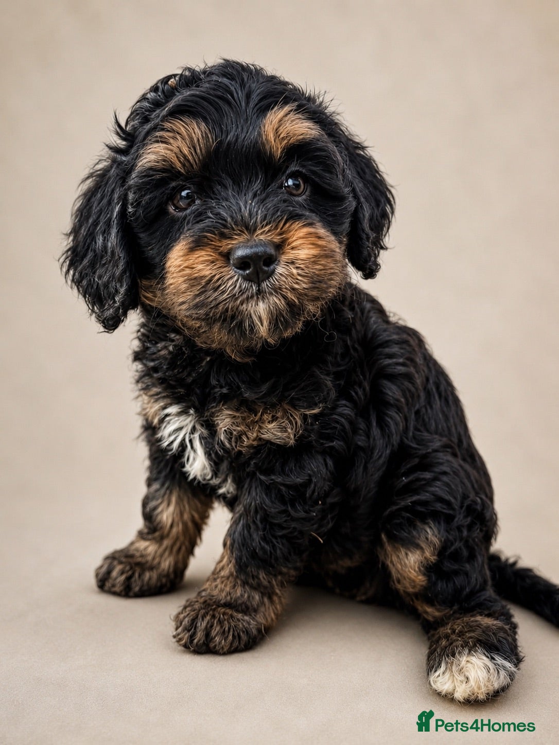 Cockapoo dogs STUNNING COCKAPOO’S 3/4 toy poodle 1/4 cocker  - Advert 1