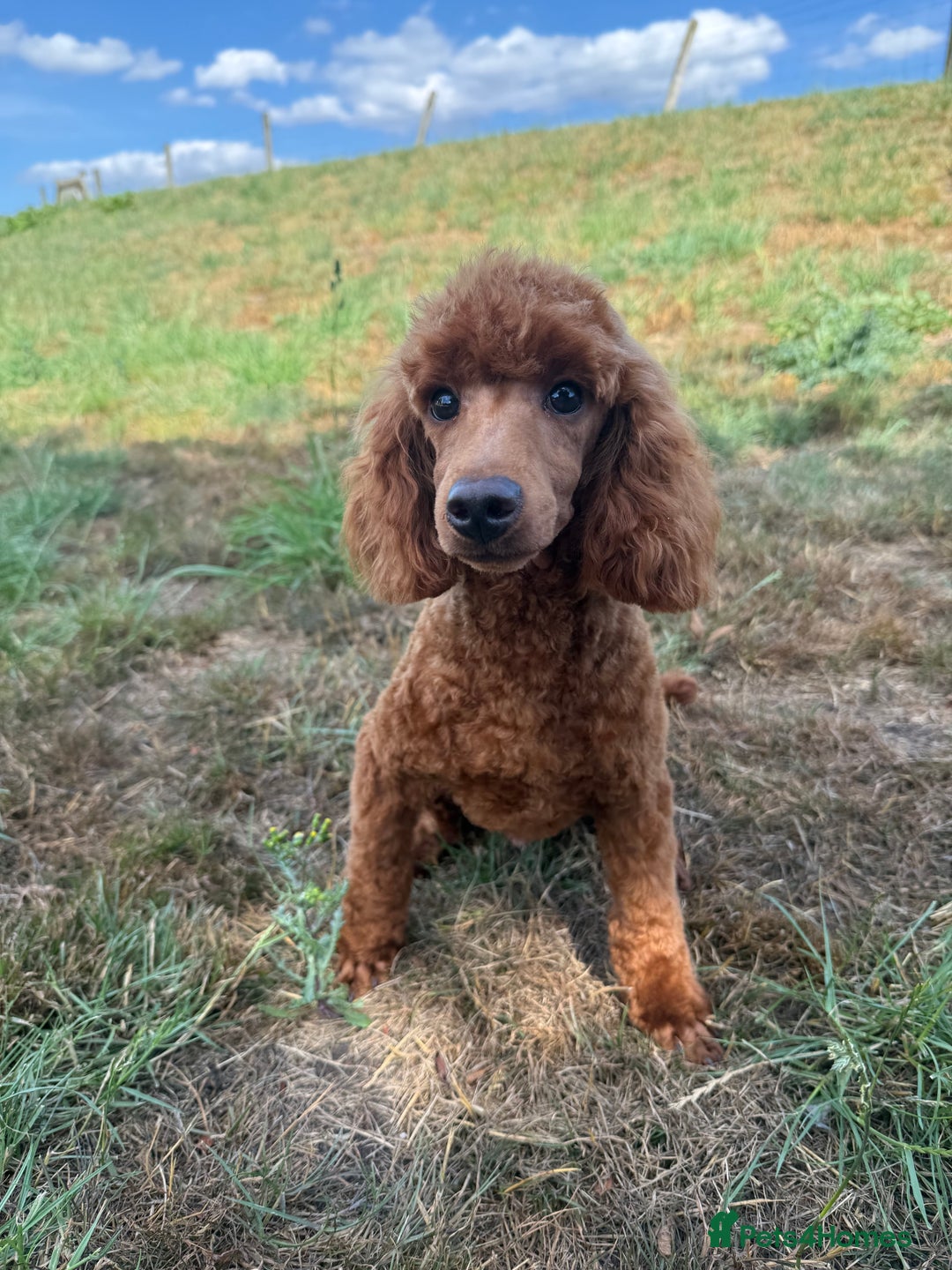 Toy Poodle dogs for sale: Toy Poodle male  - Image 1