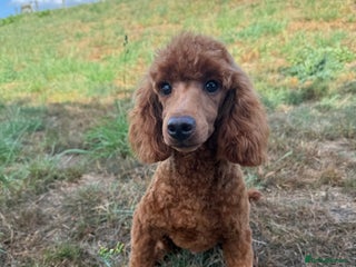 Toy Poodle dogs - Advert 9