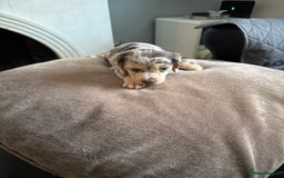 Mixed Breed dogs for sale: Doxiepoo 3/4 Daschund and 1/4 poodle - Advert 3