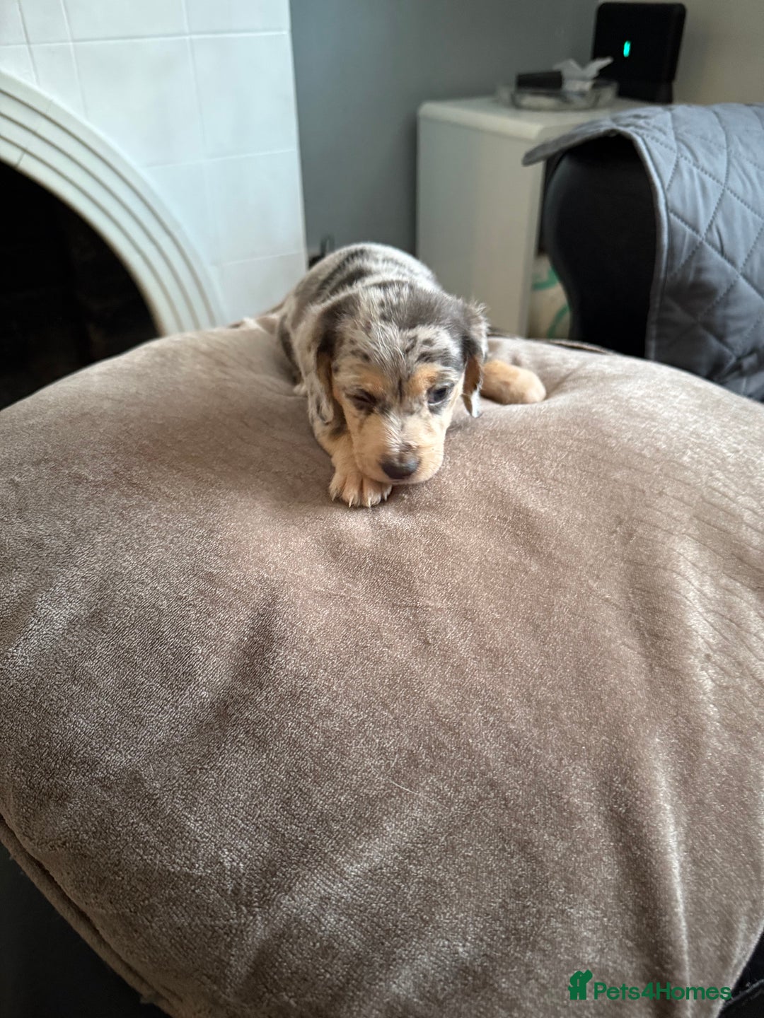 Mixed Breed dogs for sale: Doxiepoo 3/4 Daschund and 1/4 poodle - Advert 3