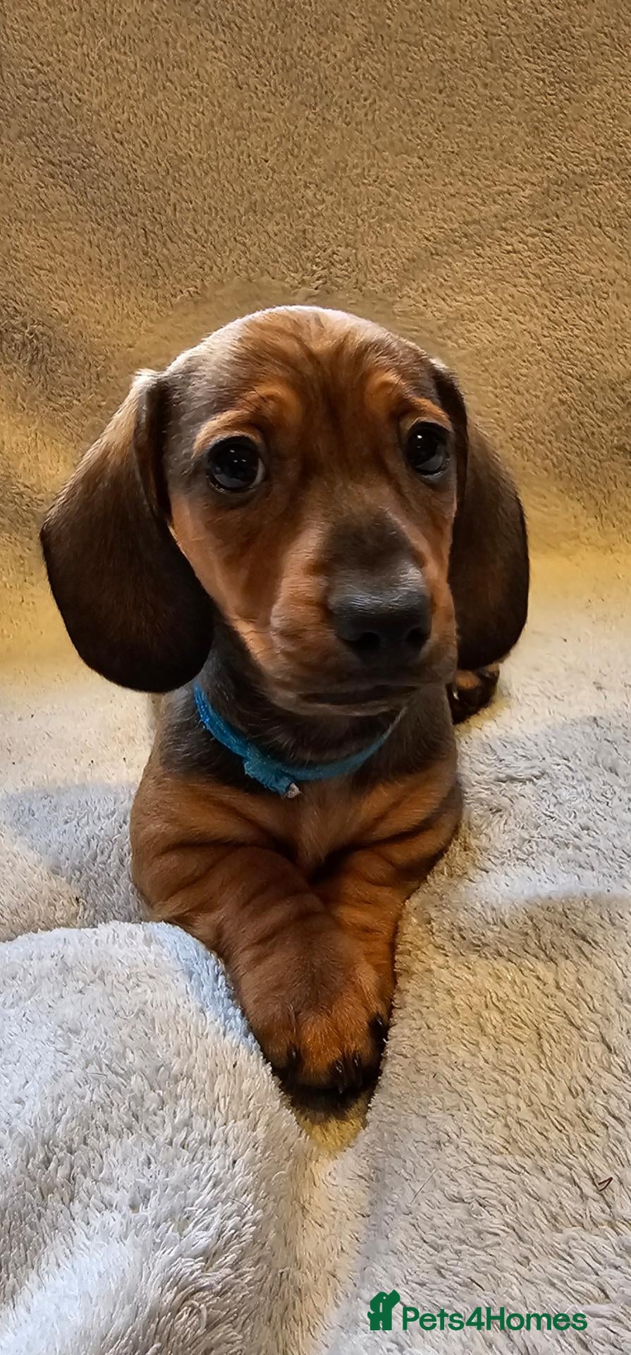 Dachshund dogs for sale: Pure Bred Dachshunds  - Advert 1