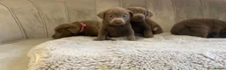 Labrador Retriever dogs for sale: Stunning silver Labradors ready now  - Advert 18