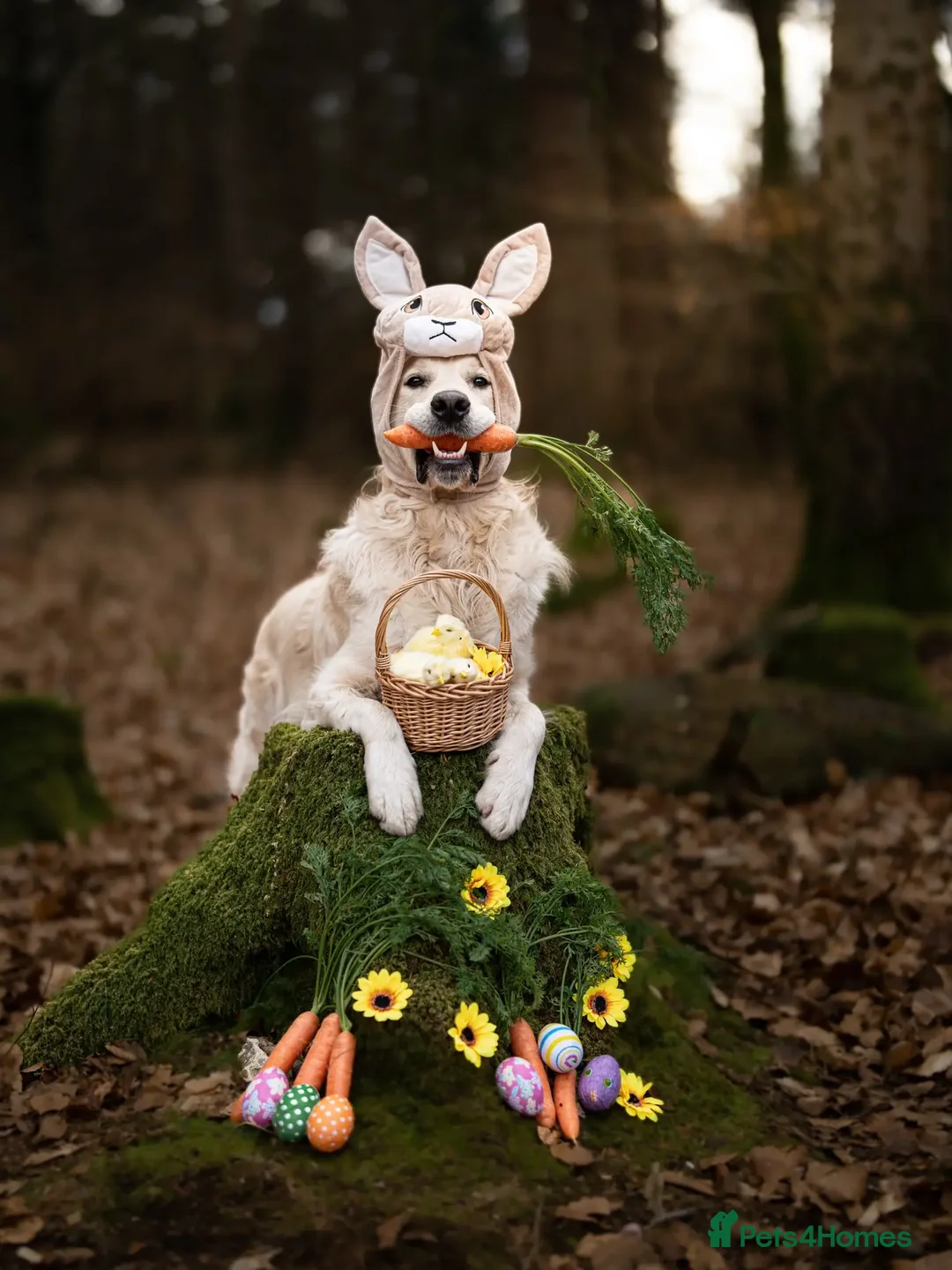 Golden Retriever dogs for stud: Kind, intelligent, fully health tested therapy dog - Advert 13