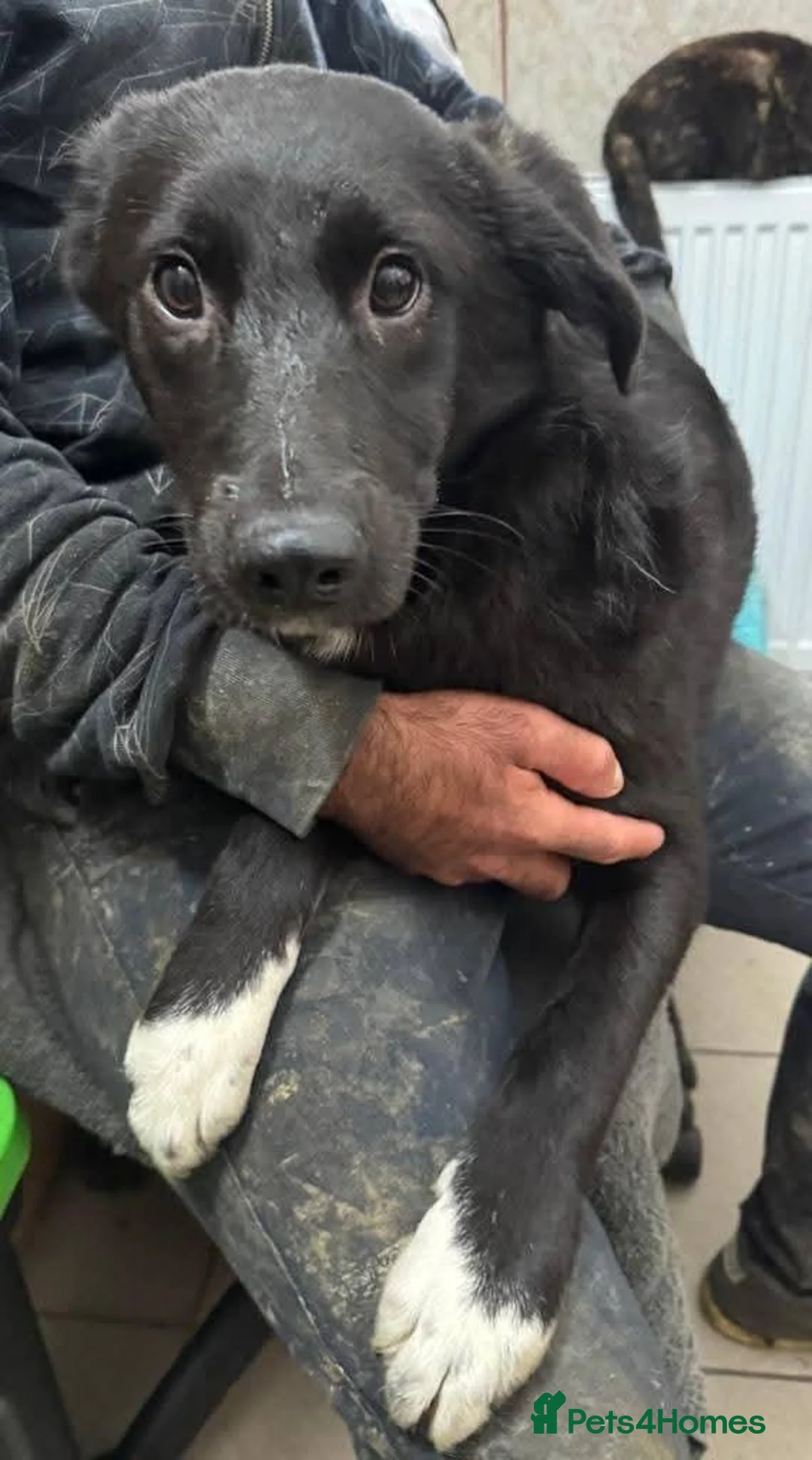 Mixed Breed dogs for adoption: Meet Ember, currently residing in Sheffield  in Sheffield - Advert 11