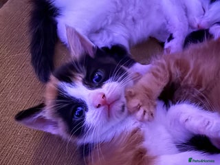 Mixed Breed cats Beautiful mixed coloured moggies - Advert 11