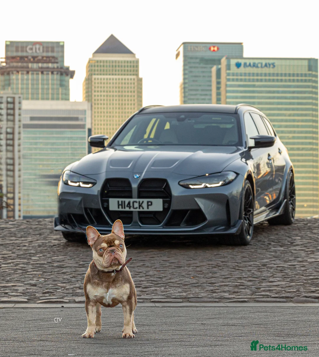 French Bulldog dogs for stud: 🏆KING HADE BEST ROJO AND TAN🏆Jan Sale❗️ in Sittingbourne - Advert 9