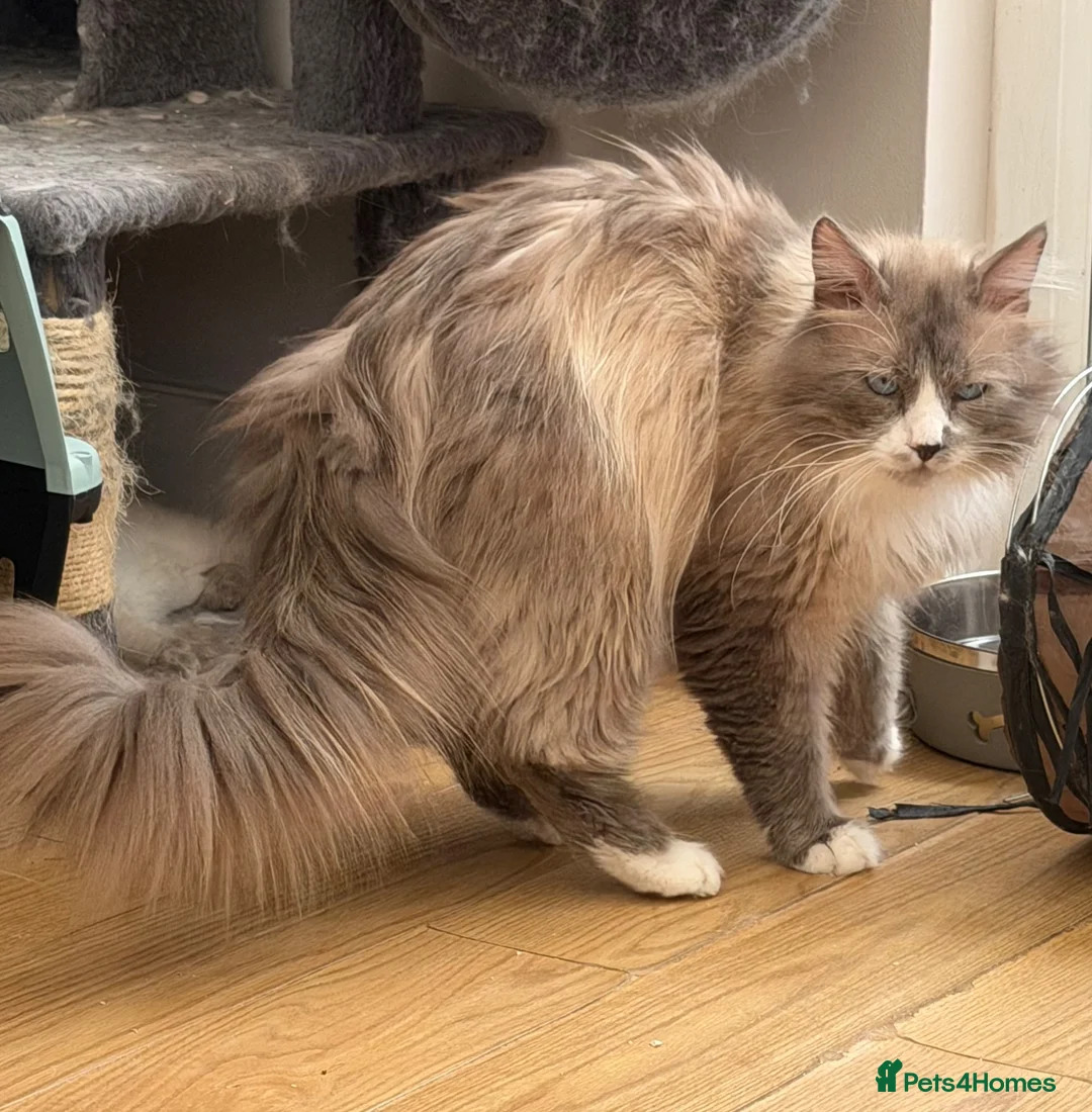 Siberian cats for sale: gorgeous male stud cat for sale - Advert 1