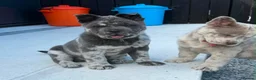 Chow Chow dogs for sale: Stunning Exotic colour chowski puppies for sale - Advert 8