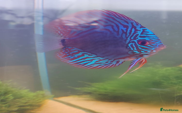 Discus fish - Advert 1