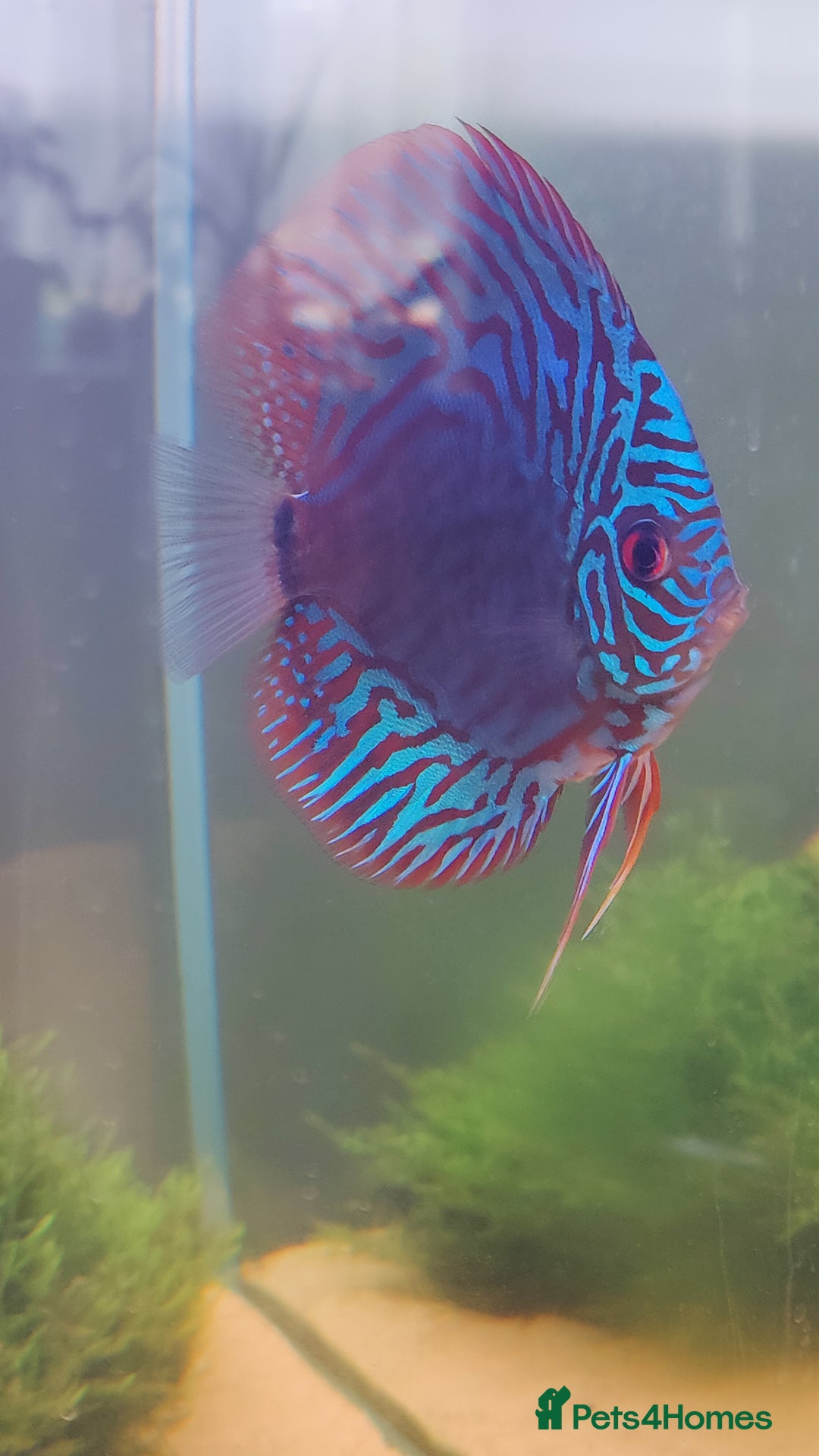 Discus fish for sale: 4 x discus fish for sale  - Image 1