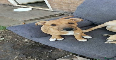 Mixed Breed dogs - Advert 11