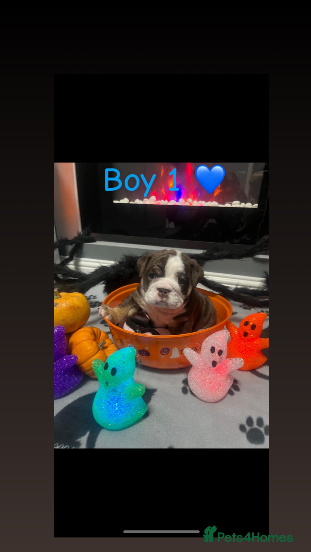 English Bulldog dogs for sale: 🐶 KC Registered English Bulldog Puppies 🐶 - Image 24