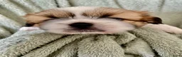 Shih Tzu dogs for sale: Imperial Shih Tzu Puppies  - Advert 11