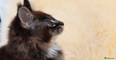 Maine Coon cats - Advert 14
