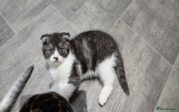 Scottish Fold cats for sale: Scottish fold kittens  - Image 7