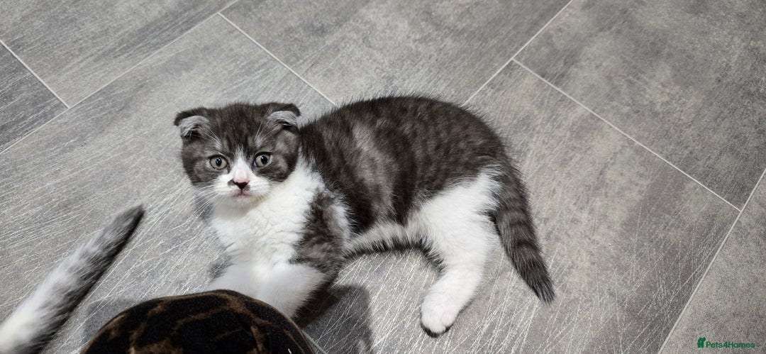 Scottish Fold cats for sale: Scottish fold kittens  - Image 7