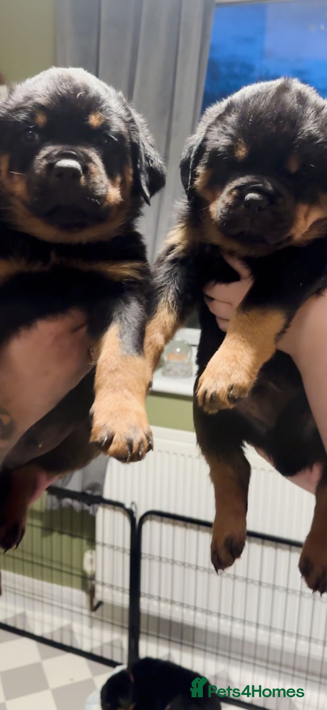 Rottweiler dogs for sale: Rottweiler Puppies KC Registered- Ready to Leave - Advert 6