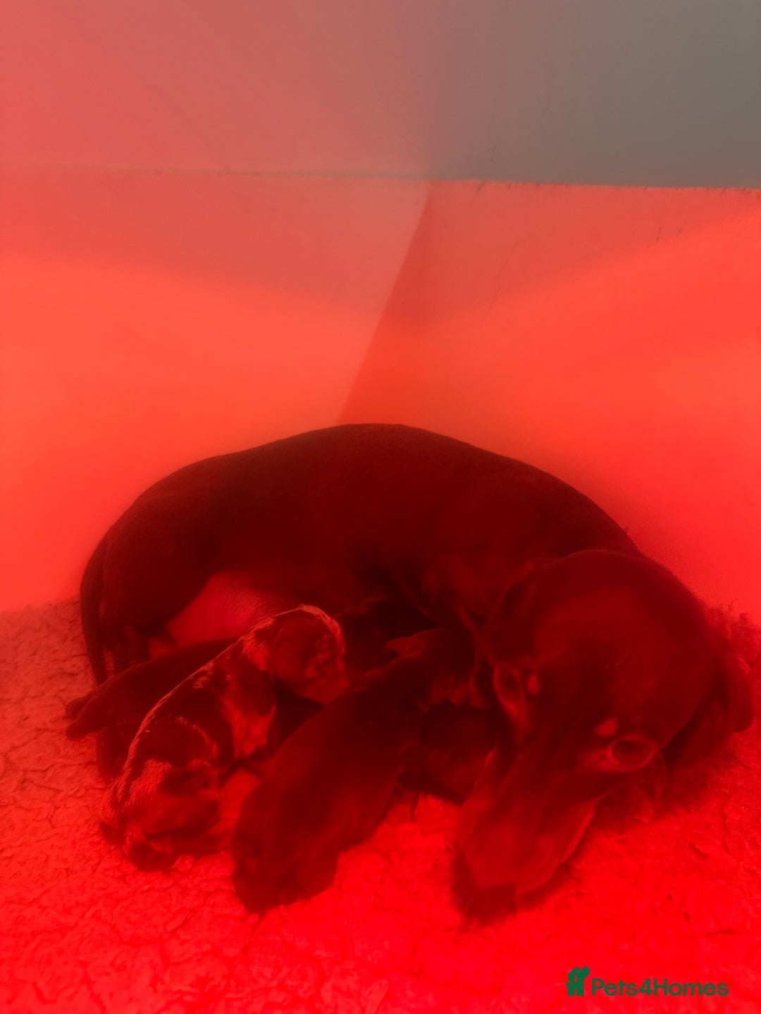 Miniature Dachshund dogs for sale: KC registered pra clear mini dachshund puppies  - Image 4