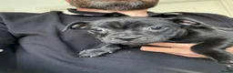 Staffordshire Bull Terrier dogs for sale: Beautiful Staffys. Excellent pedigree. - Advert 5