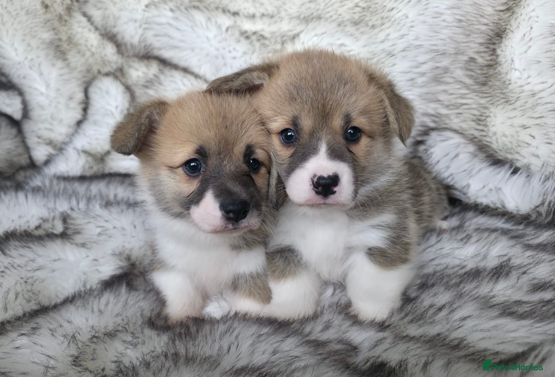 Welsh Corgi Pembroke dogs 2 Pembroke Corgi girls available - Advert 2